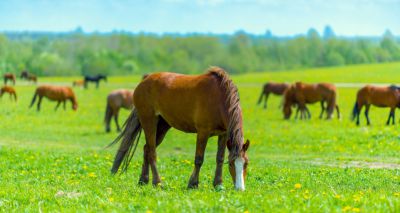 Thoroughbred racehorses may lack vitamin D, study finds